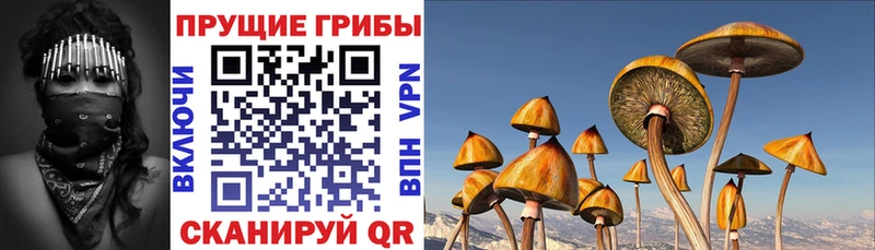 Купить  Суворов  Галлюциногенные грибы мицелий 